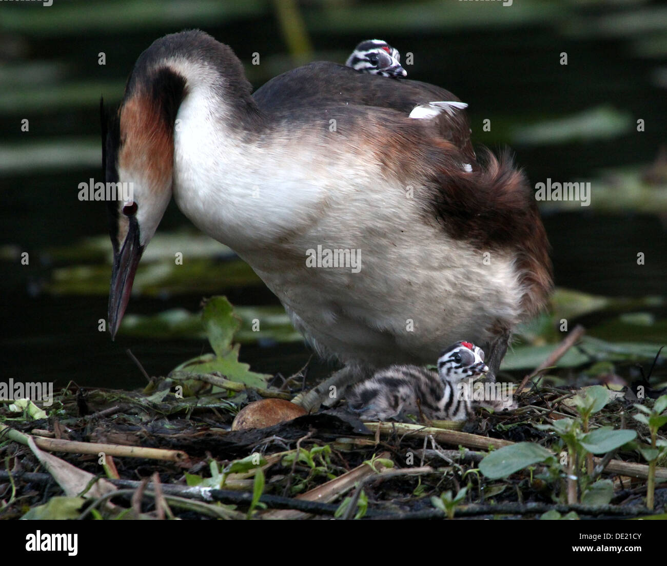 Grèbe huppé (Podiceps cristatus) sur le nid et la couvaison des jeunes nourris par leurs parents (plus de 30 images en série) Banque D'Images