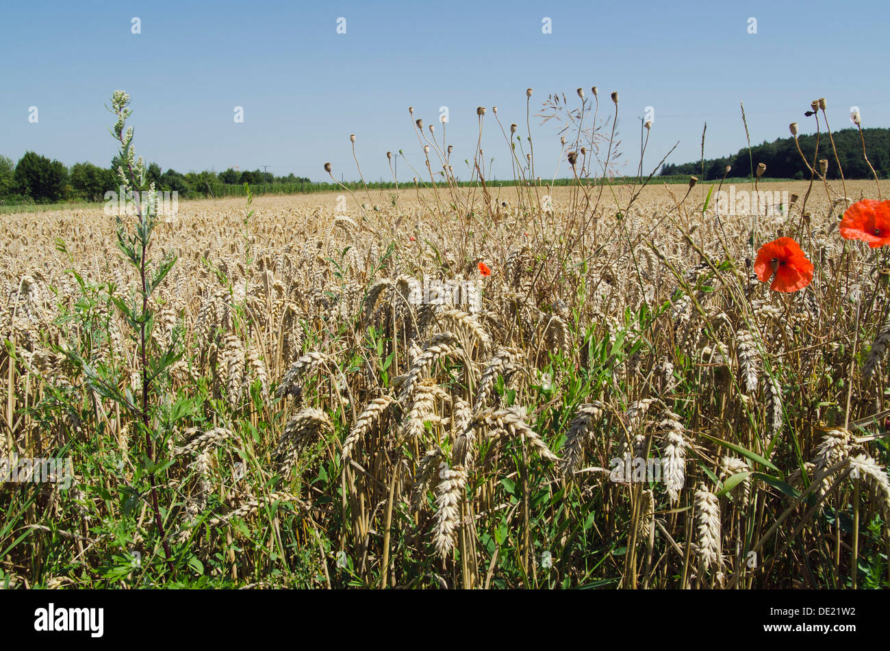 Champ de blé (Triticum) avec des coquelicots, région Hallertau, Mainburg, Bavière Banque D'Images