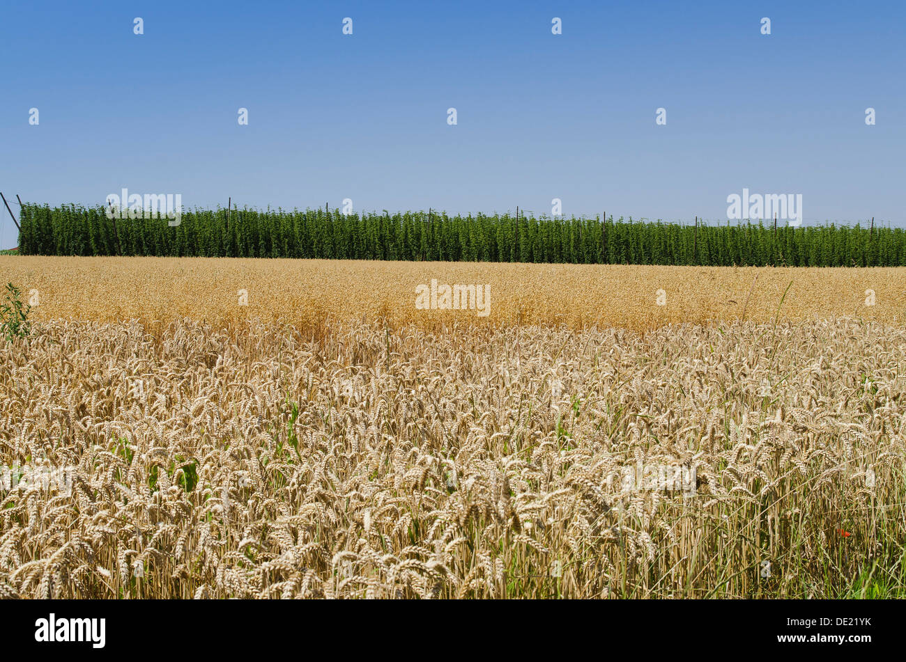 Domaine de l'avoine (Avena) en face d'un champ de houblon Hallertau, salon, Mainburg, Bavière Banque D'Images