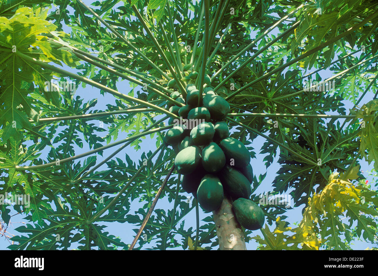 La papaye (Carica papaya), les fruits qui poussent sur un arbre, Ubud, Bali, Indonésie Banque D'Images