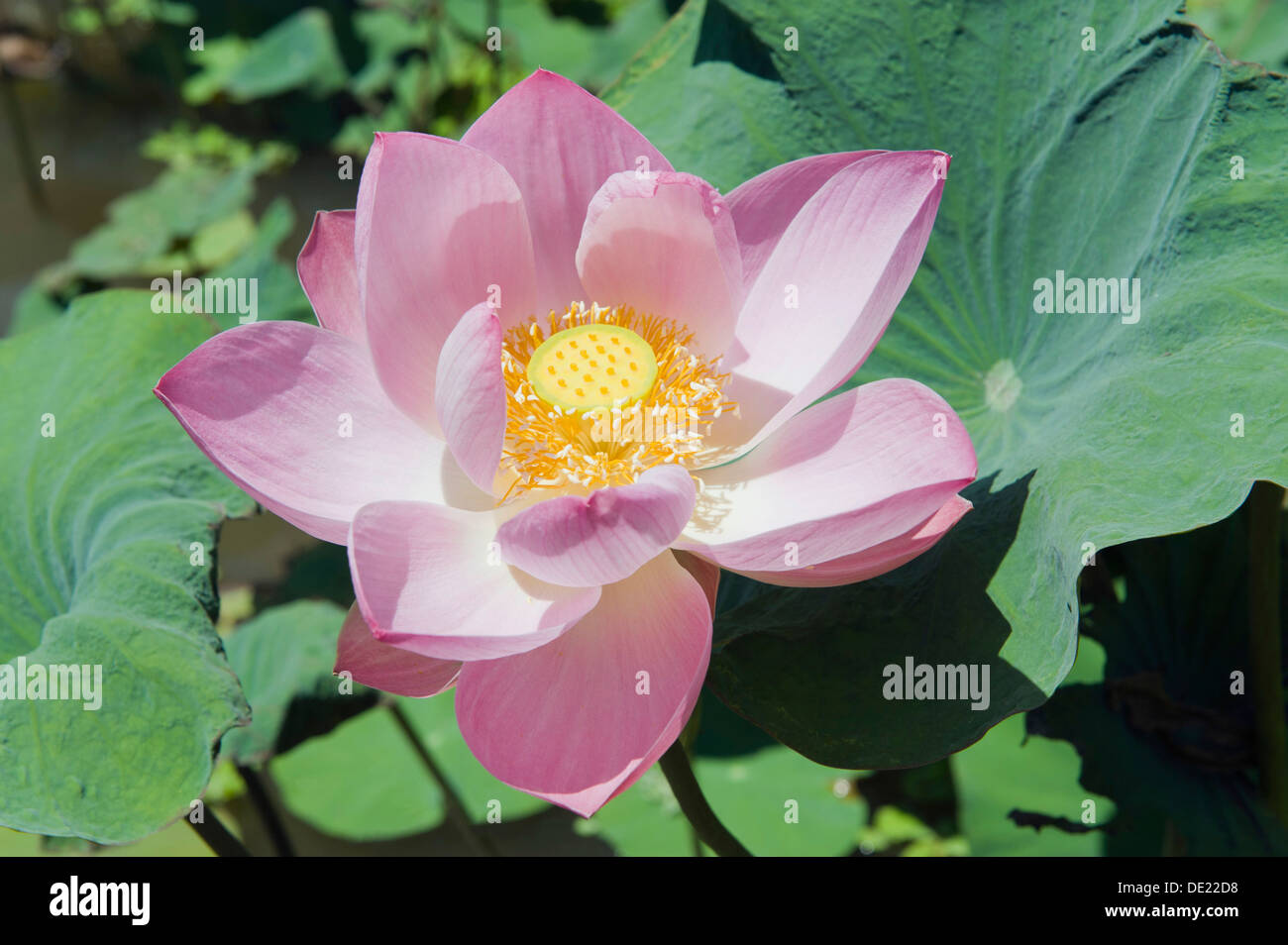 Ou Lotus Lotus indien (Nelumbo nucifera), fleur, Ubud, Bali, Indonésie Banque D'Images