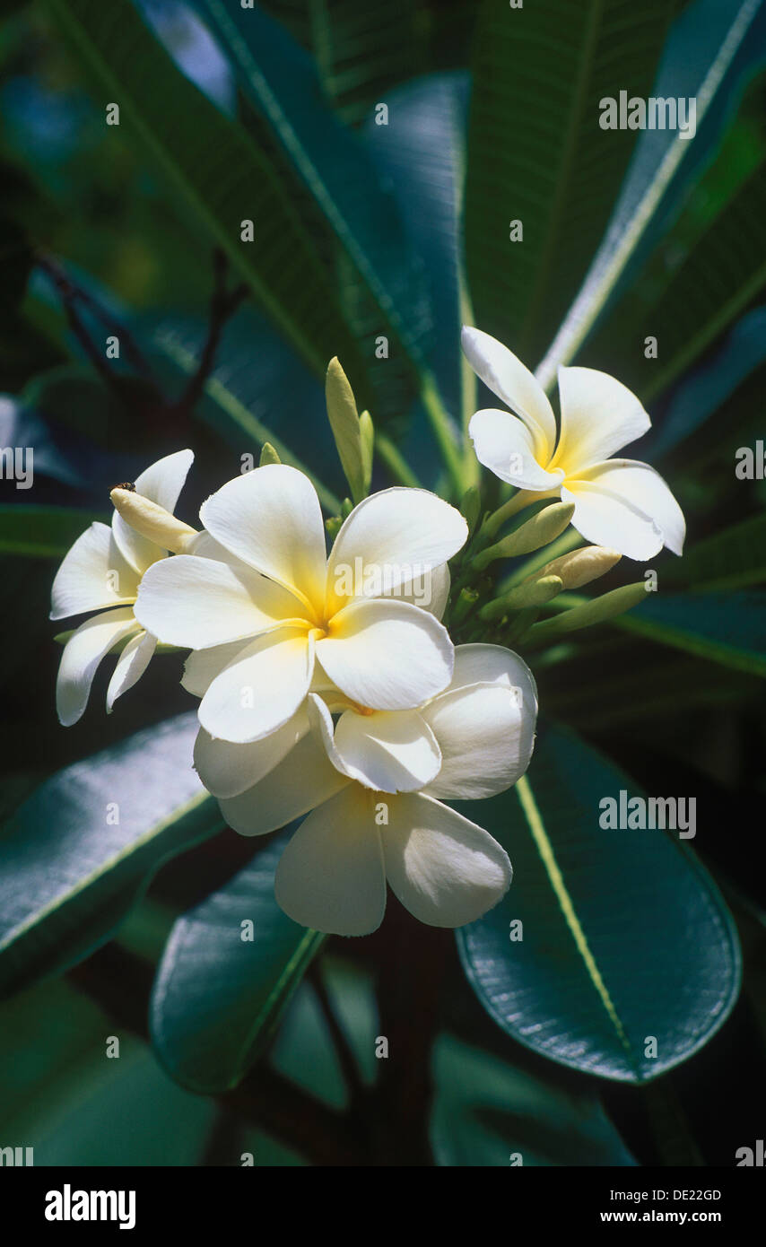 Bali flowers plumeria flowers bali Banque de photographies et d'images à  haute résolution - Alamy