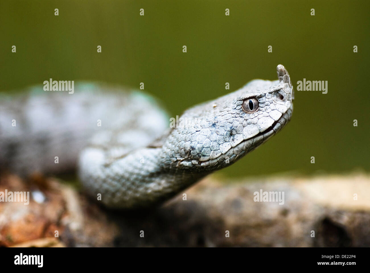 Vipère à cornes (Vipera ammodytes) en close-up Banque D'Images