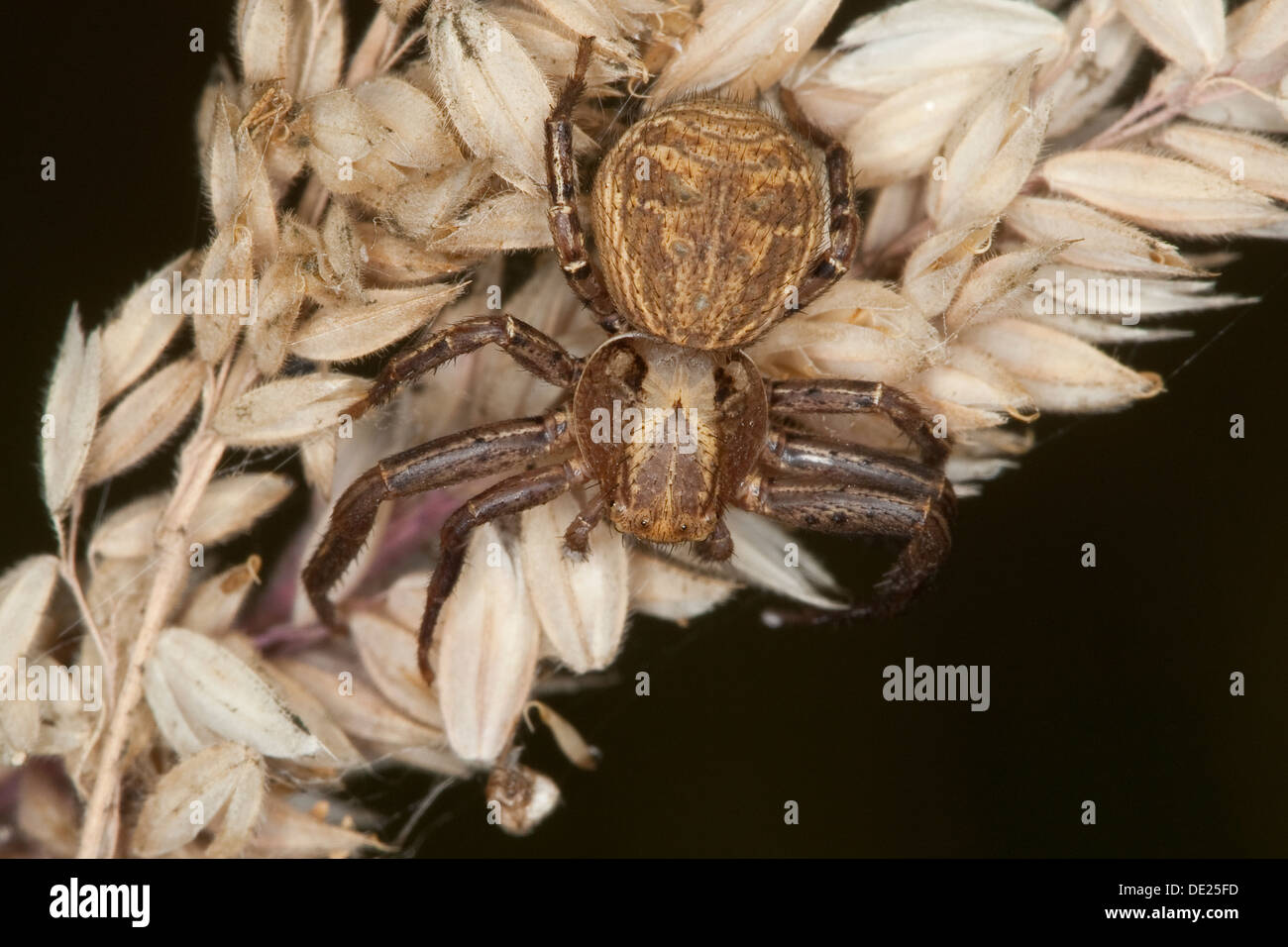Araignée Crabe, Braune, Busch-Krabbenspinne Buschkrabbenspinne Krabbenspinne, Xysticus, cf. cristatus Thomisidae, araignées-crabes, Banque D'Images