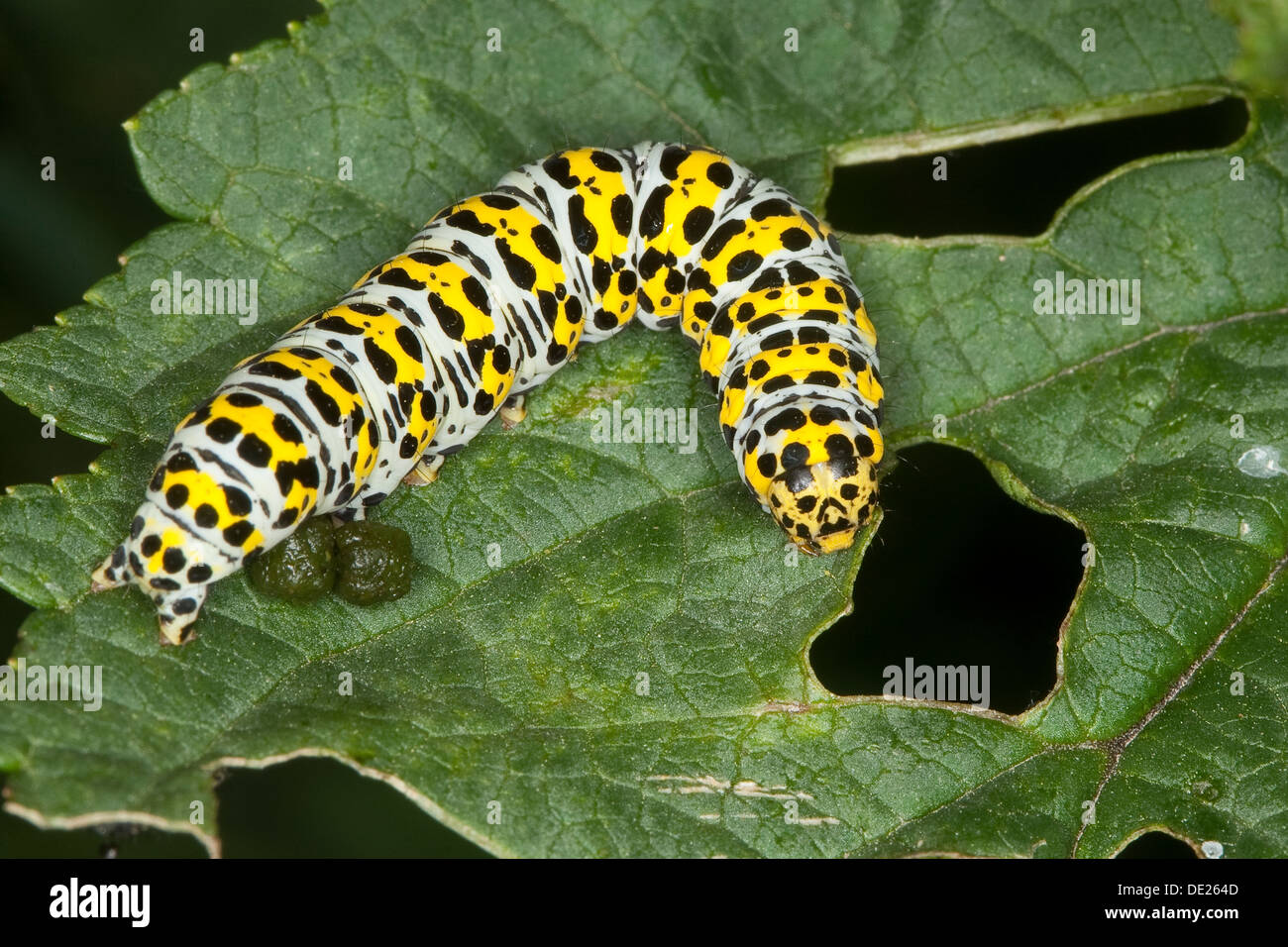 Mullein Moth, Caterpillar, Brauner Mönch, Königskerzen-Mönch Wollkrauteule, Shargacucullia verbasci Raupe,,, Cucullia verbasci Banque D'Images