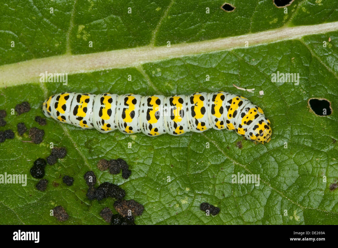 Mullein Moth, Caterpillar, Brauner Mönch, Königskerzen-Mönch Wollkrauteule, Shargacucullia verbasci Raupe,,, Cucullia verbasci Banque D'Images