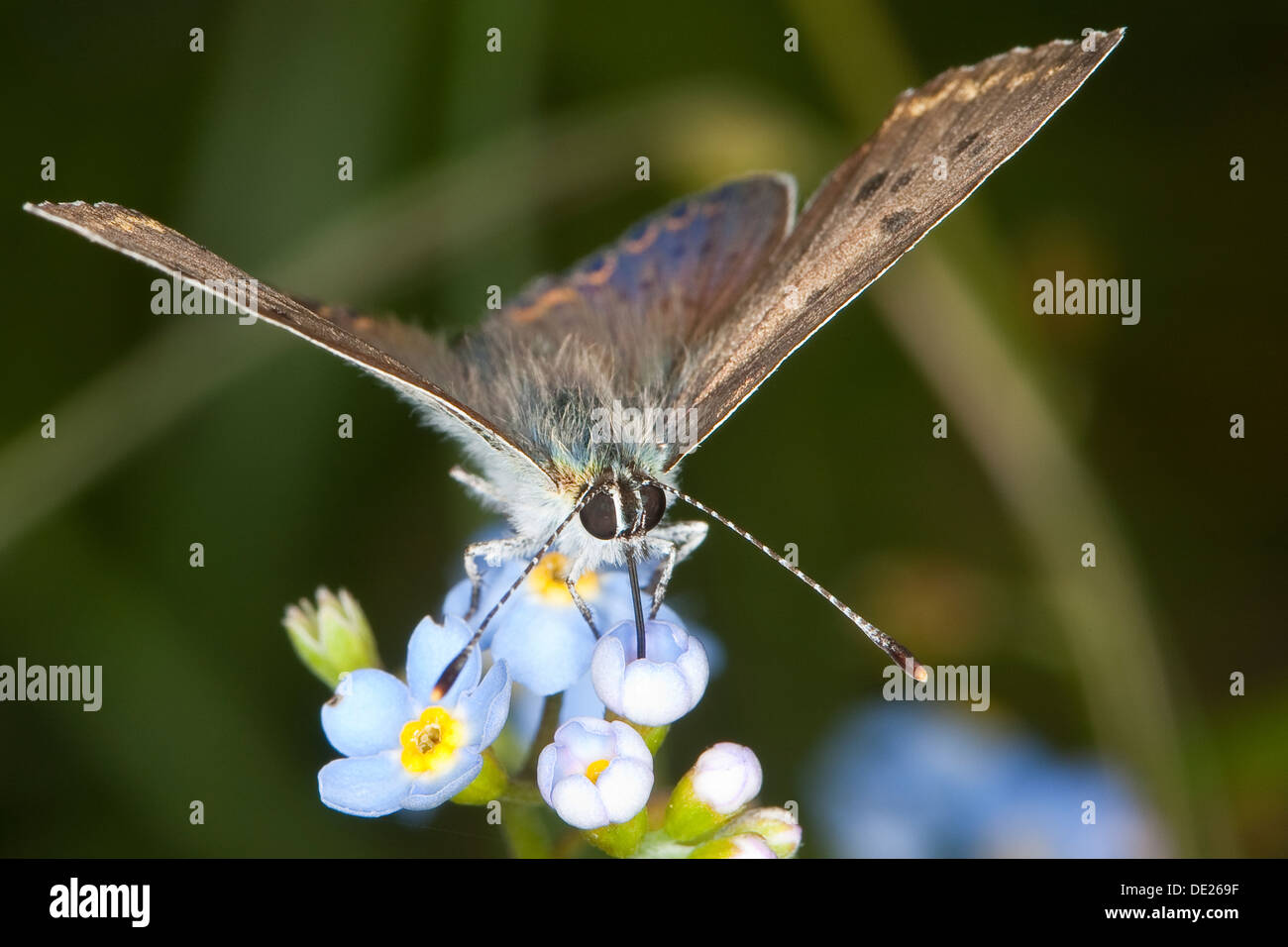 Cuivre fuligineux, homme, Brauner Feuerfalter, Schwefelvögelchen Schwefel-Vögelchen, Männchen,, Lycaena tityrus Heodes tityrus, Banque D'Images