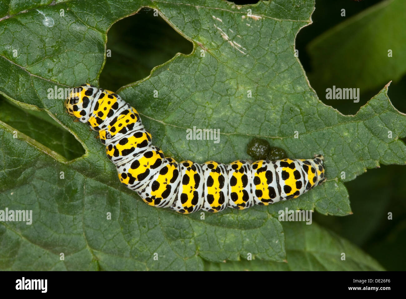 Mullein Moth, Caterpillar, Brauner Mönch, Königskerzen-Mönch Wollkrauteule, Shargacucullia verbasci Raupe,,, Cucullia verbasci Banque D'Images