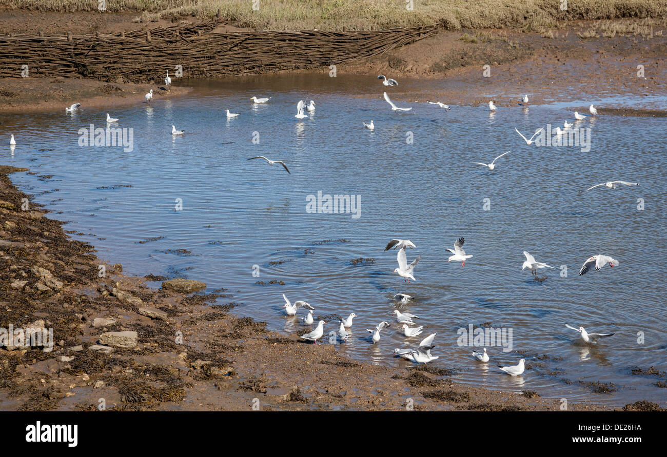 Les oiseaux qui se nourrissent dans les eaux peu profondes près de Burnham Overy Staithe, près de Burnham Market, Norfolk Banque D'Images
