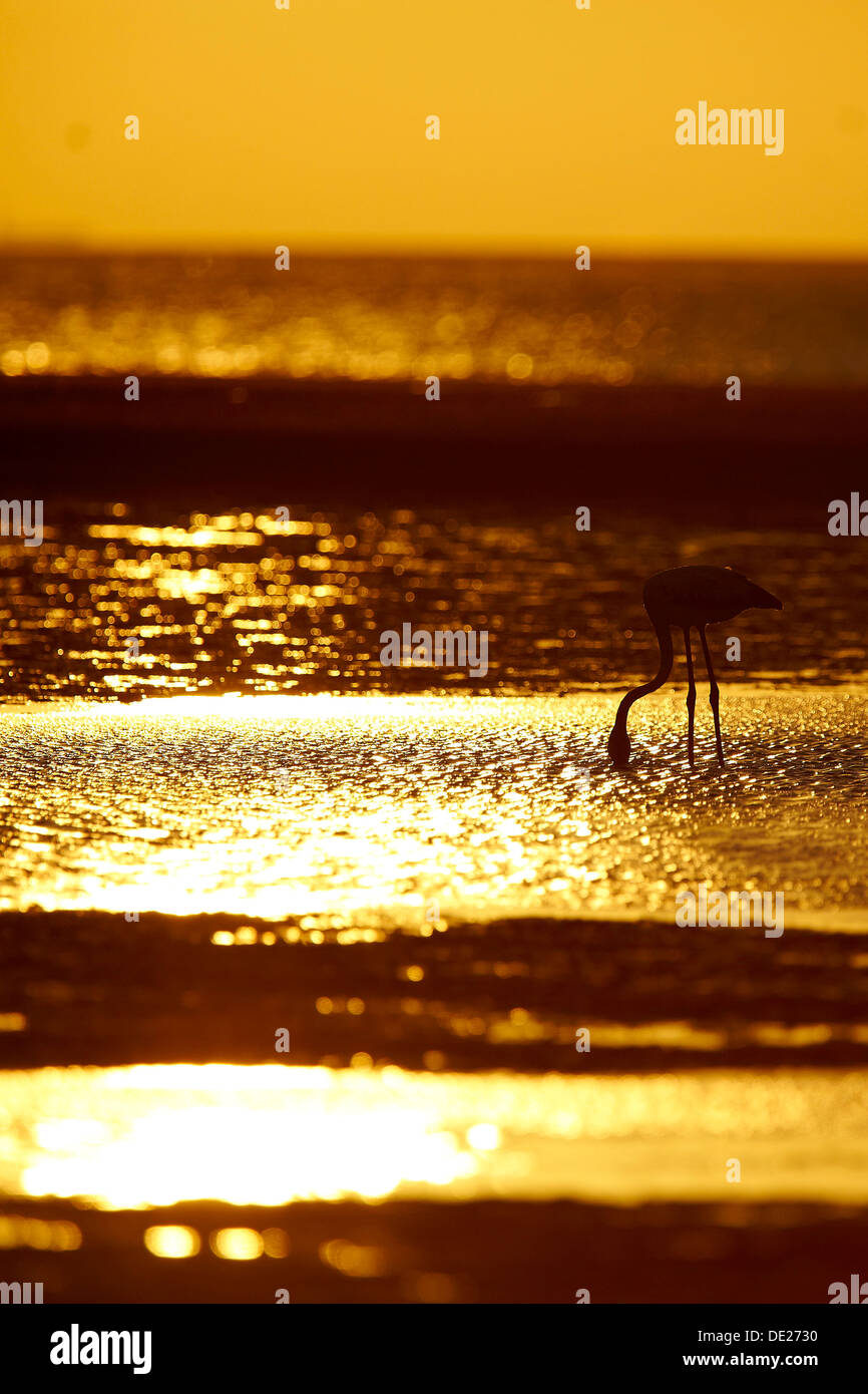 Flamant rose (Phoenicopterus ruber), Walvis Bay, en Namibie, Afrique Banque D'Images