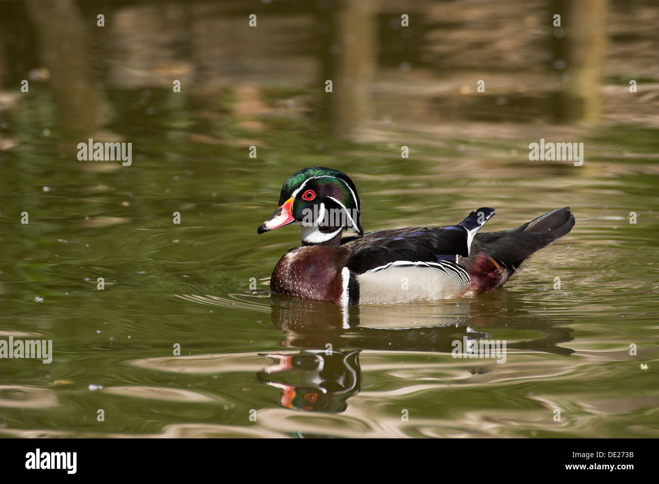 Le canard branchu, le Canard Caroline, homme, Brautente Braut-Ente,,, Männchen Erpel, Aix sponsa Banque D'Images