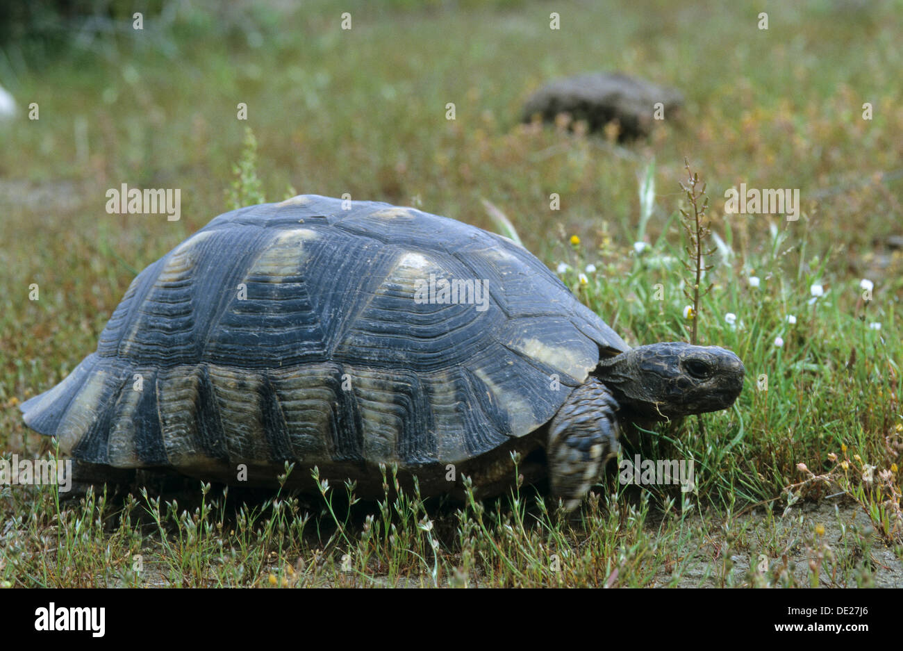 Chat tortue, marginated tortoise, Breitrandschildkröte Breitrand-Schildkröte Landschildkröte, Testudo marginata,, Banque D'Images