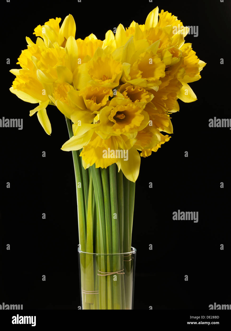 Les jonquilles sauvages, le carême lilies (Narcissus pseudonarcissus) Banque D'Images