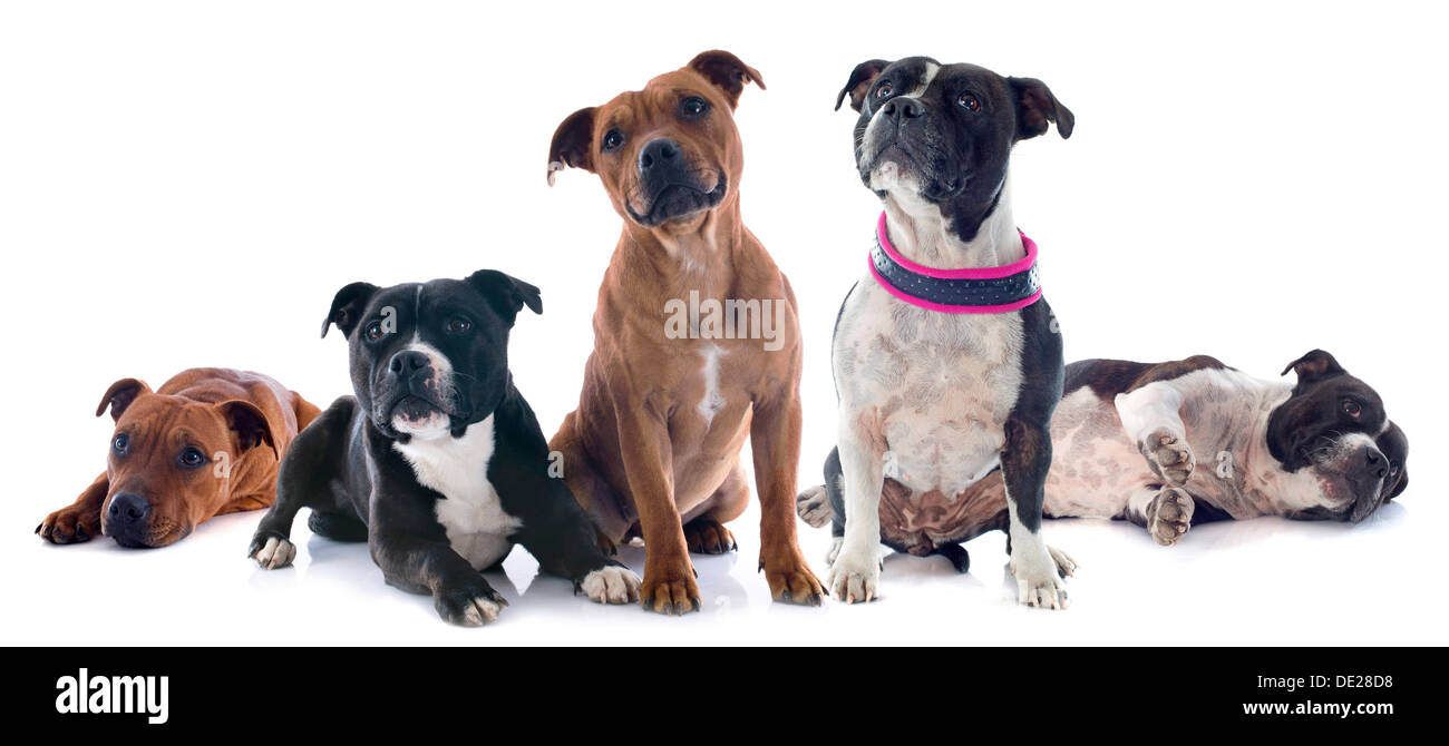 Portrait de cinq Staffordshire Bull Terrier in front of white background Banque D'Images