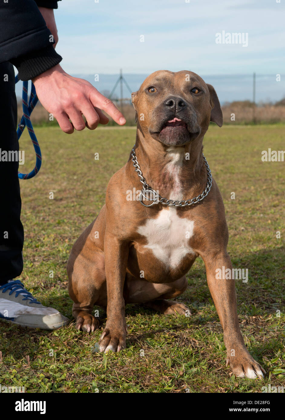 Formation des American Staffordshire terrier pure race avec col Banque D'Images