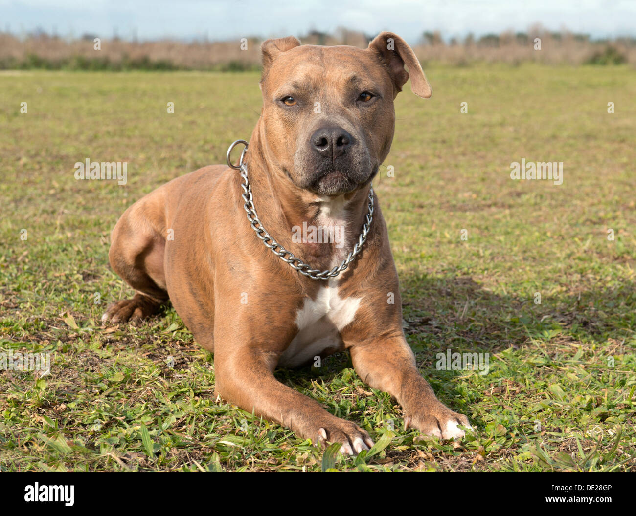 Chef de l'American Staffordshire terrier pure race avec col Banque D'Images