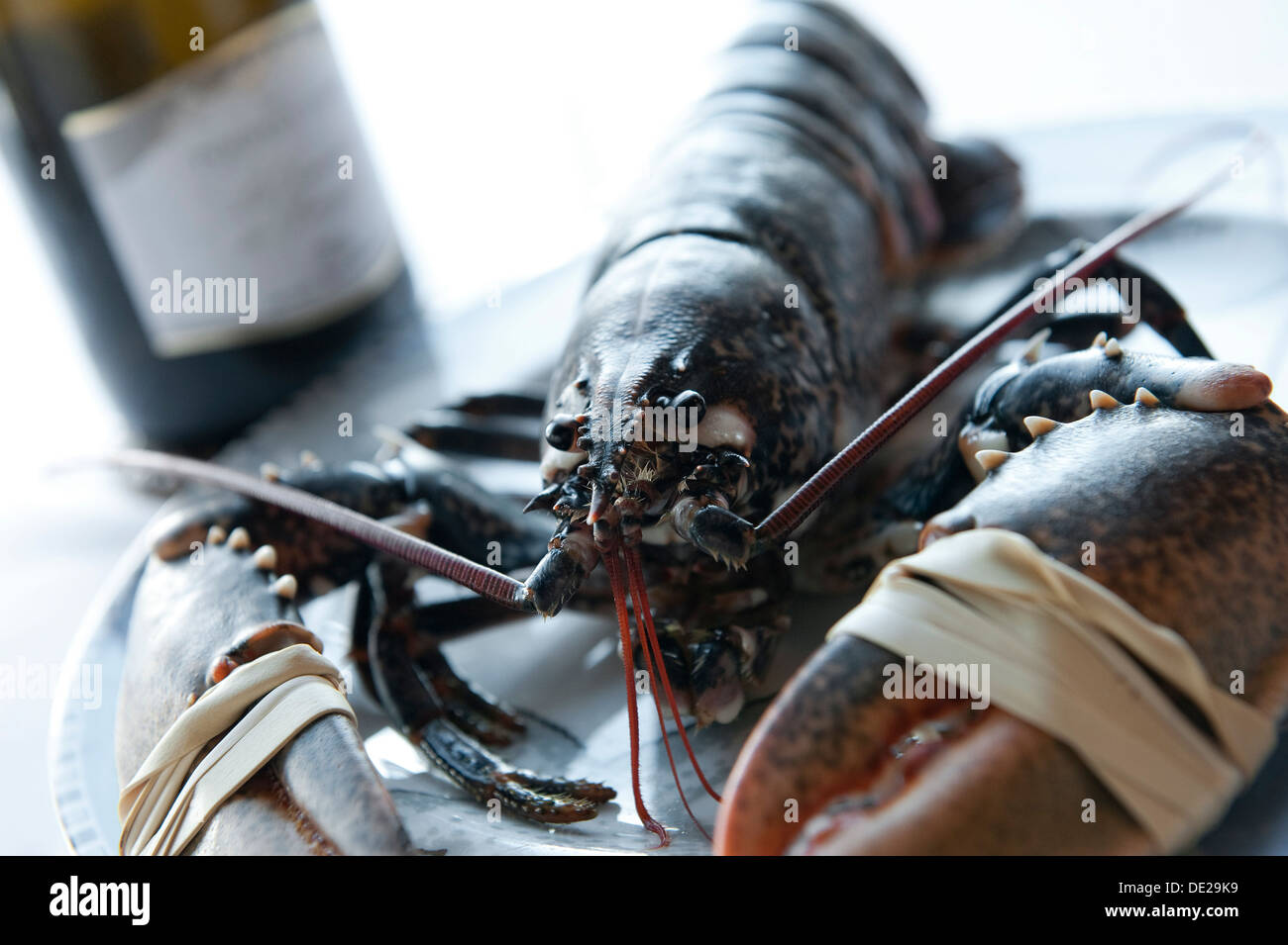 Homard vivant breton Banque de photographies et d’images à haute ...