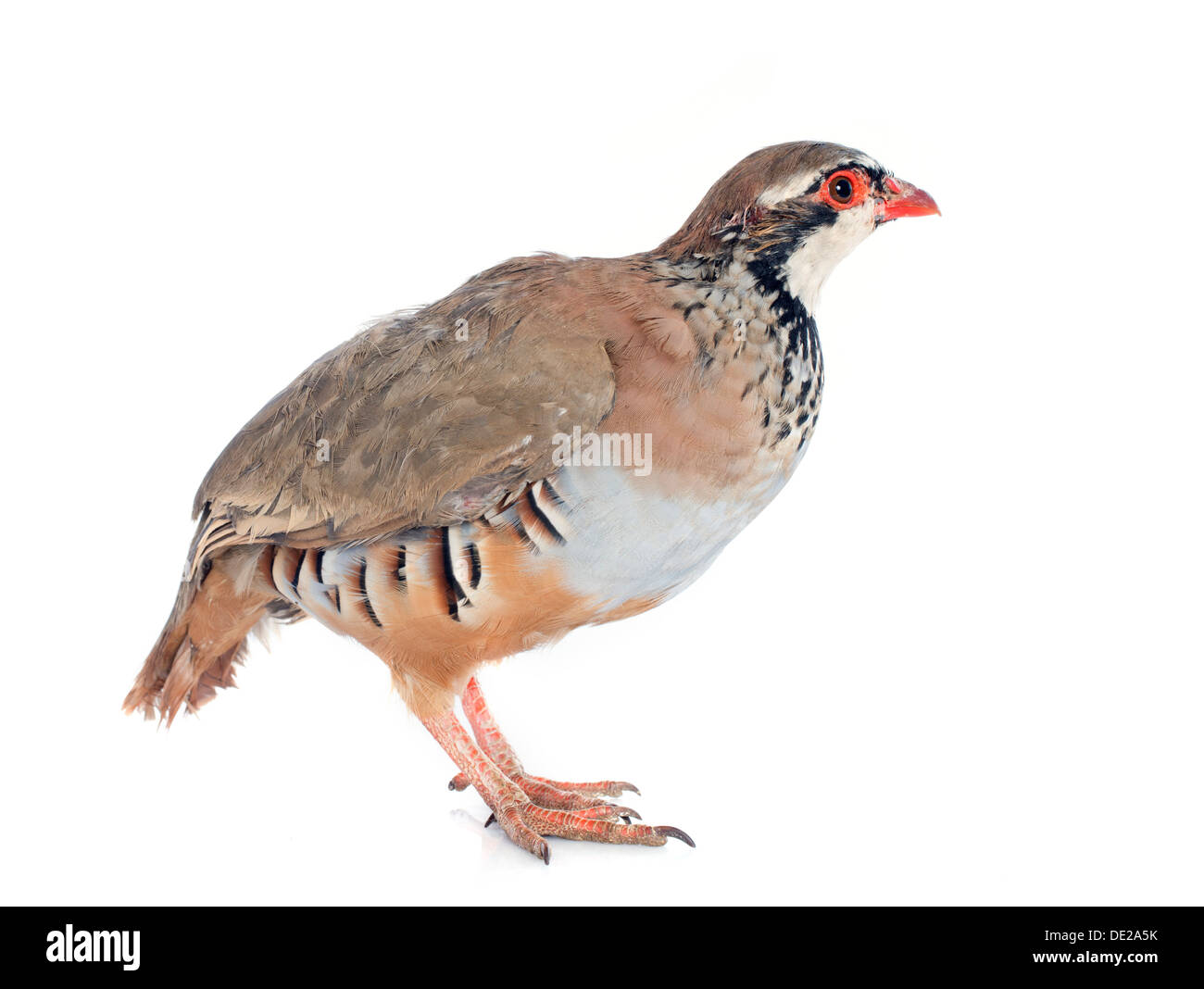 Red-legged Partridge, Français ou Alectoris rufa in front of white background Banque D'Images