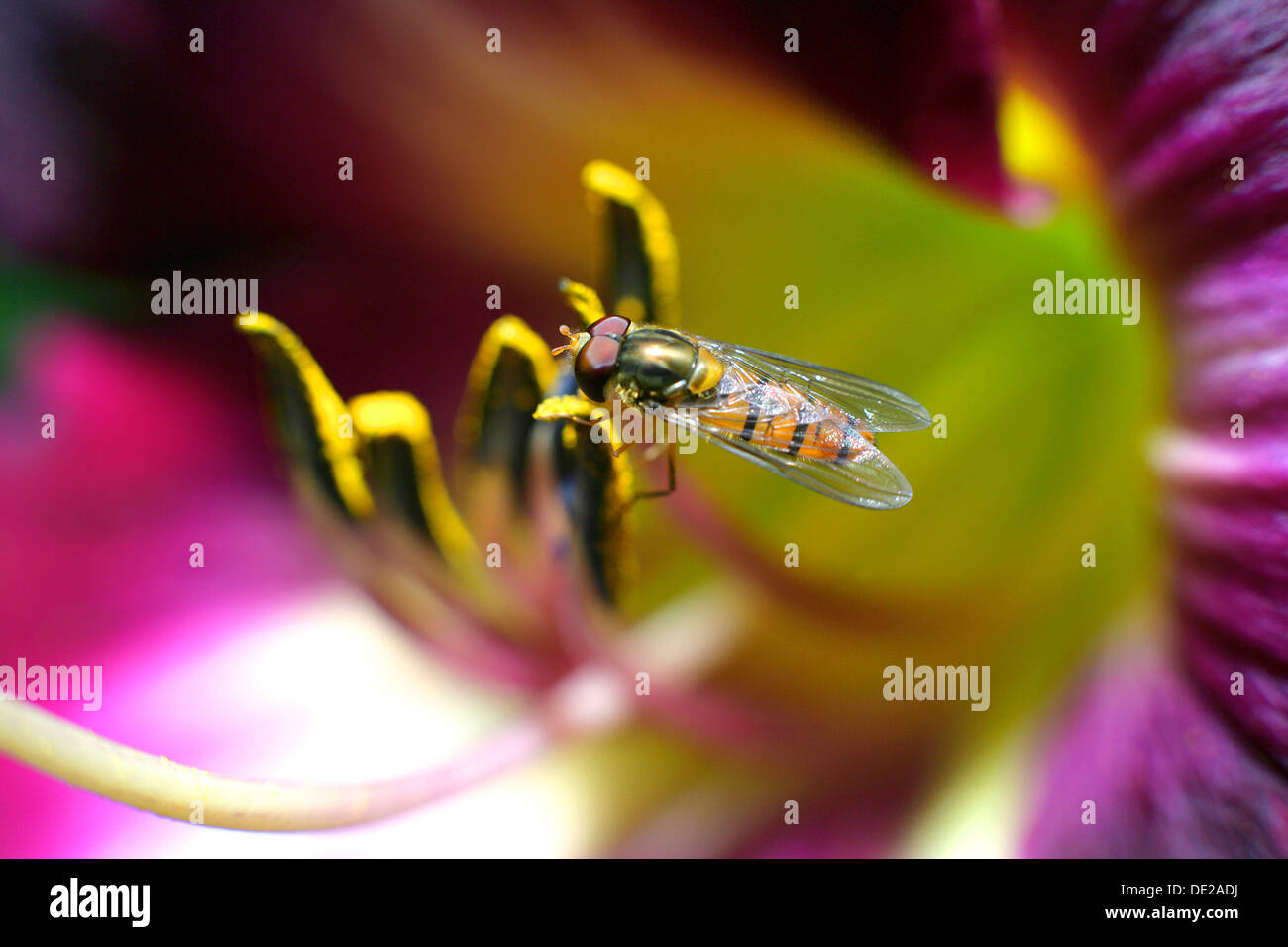 Hoverfly (Syrphus ribesii), d'un pistil d'un lis Banque D'Images