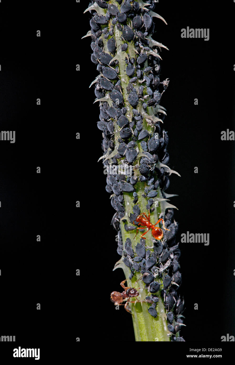 Les pucerons ou les pucerons (Aphidoidea) sur un chardon d'être exploités par les fourmis (Formidicae), Munich, Haute-Bavière, Bavière, Allemagne Banque D'Images