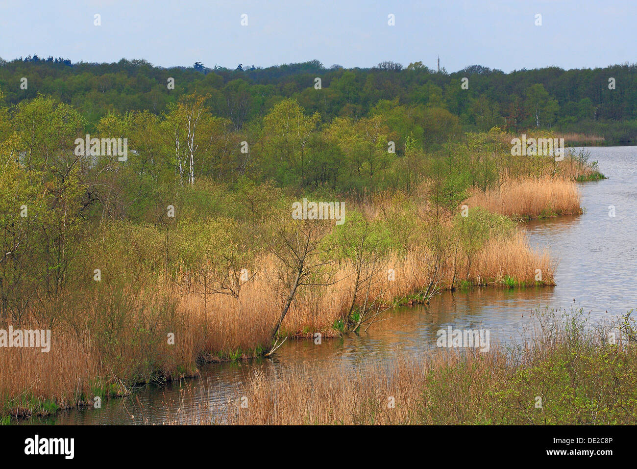 Réserve naturelle avec un bayou et les roseaux sur la rive au printemps, Mecklenburg Lake District Banque D'Images