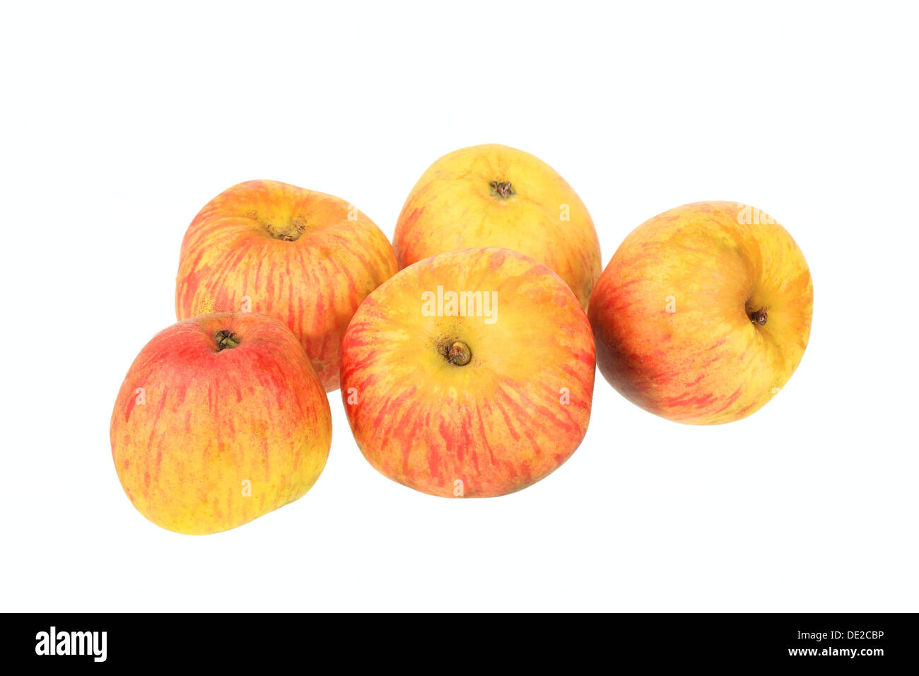 Les pommes, Hauxapfel la variété, pour la production de cidre traditionnel trier Banque D'Images