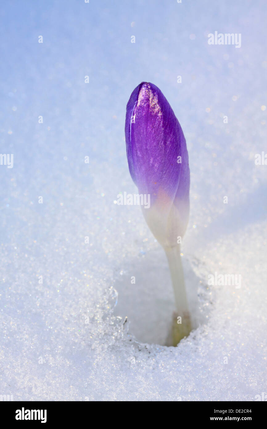 Purple Crocus Crocus géant ou de printemps (Crocus vernus), poussant fleur fermée par la neige, Westerwald, Solms, Hesse, Allemagne Banque D'Images
