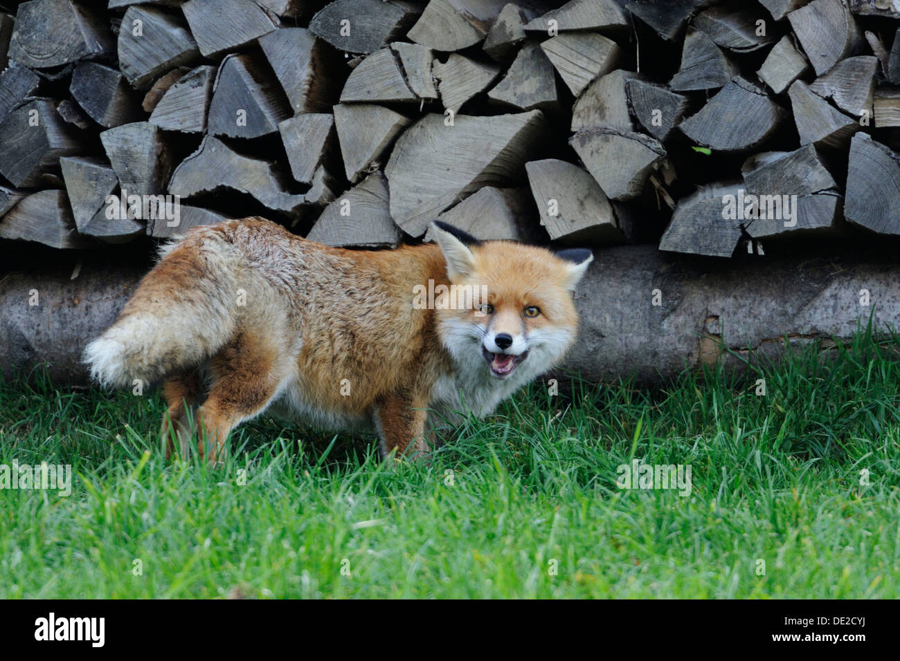 Le renard roux (Vulpes vulpes) Banque D'Images