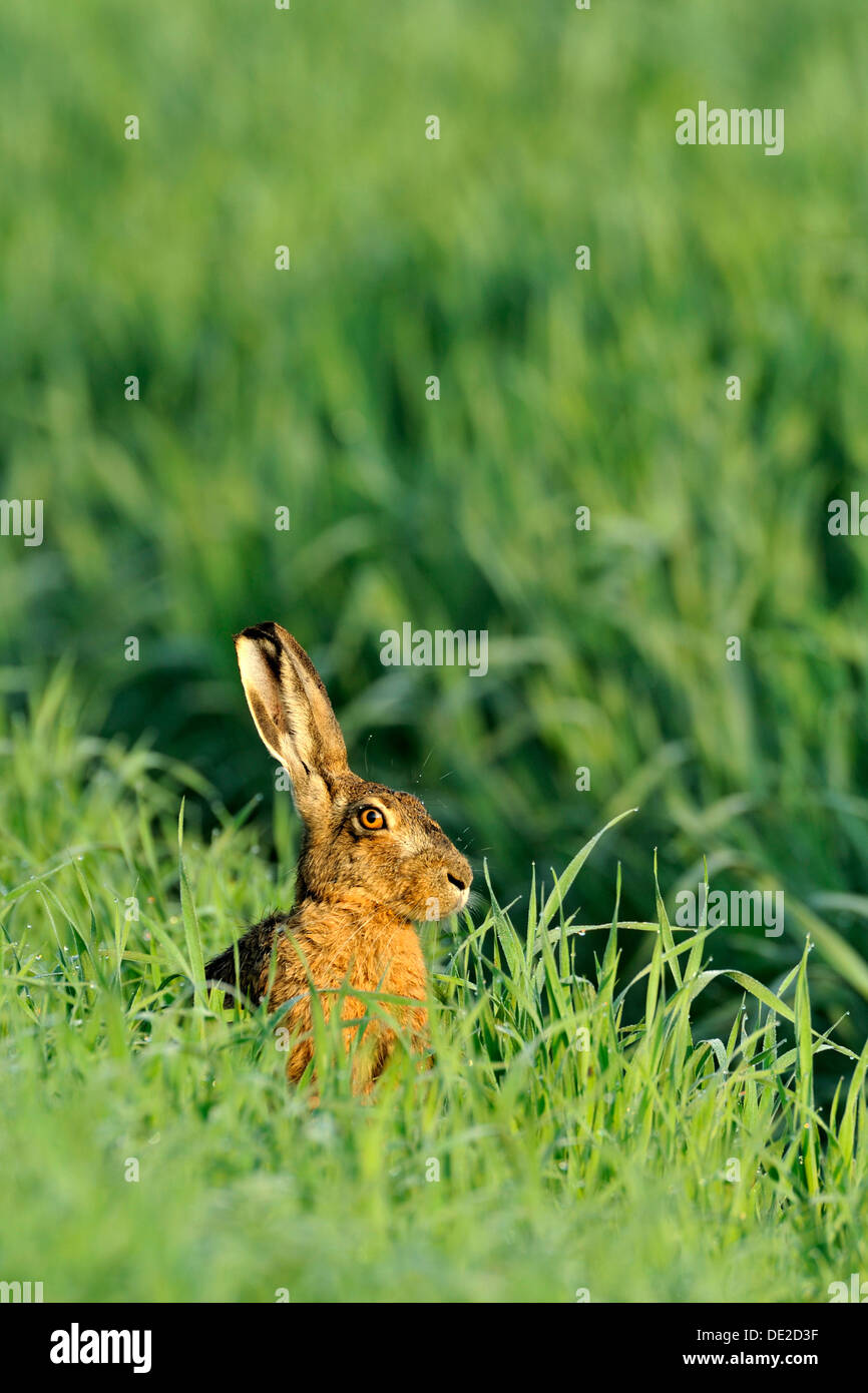 Lièvre d'Europe (Lepus europaeus), assis dans l'herbe haute Banque D'Images