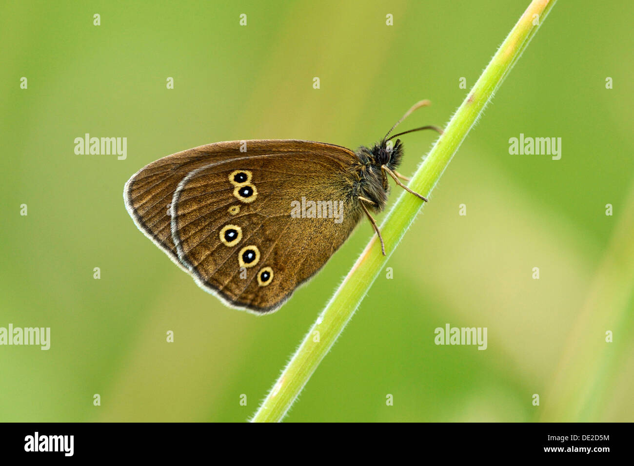 (Un papillon Aphantopus hyperantus), dessous, Zug, Suisse, Europe Banque D'Images