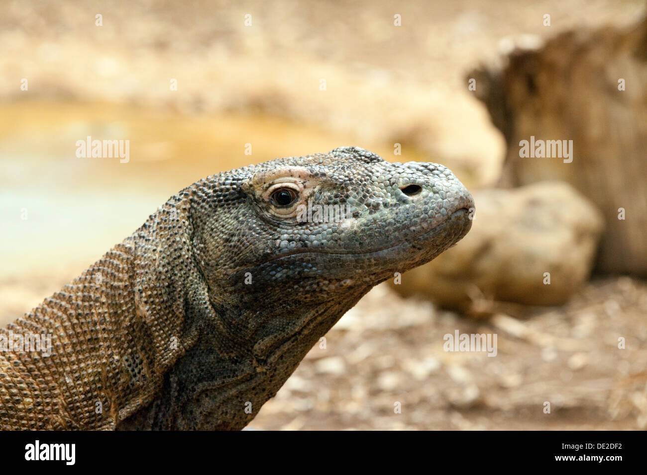 Dragon de Komodo - Varanus komodoensis, également connu sous le nom de moniteur de Komodo, un grand reptile ; close up de tête, Banque D'Images
