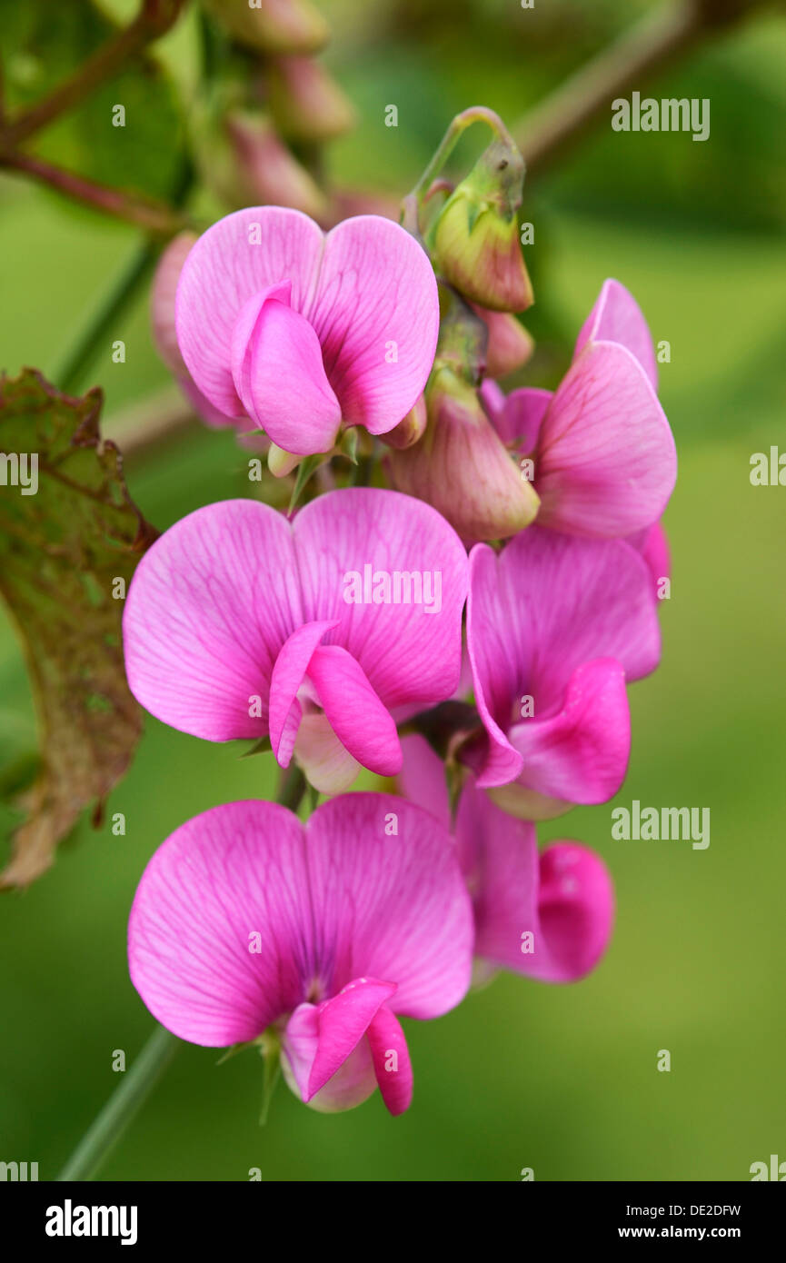 Pois tubéreux (Lathyrus tuberosus), Zug, Suisse, Europe Banque D'Images