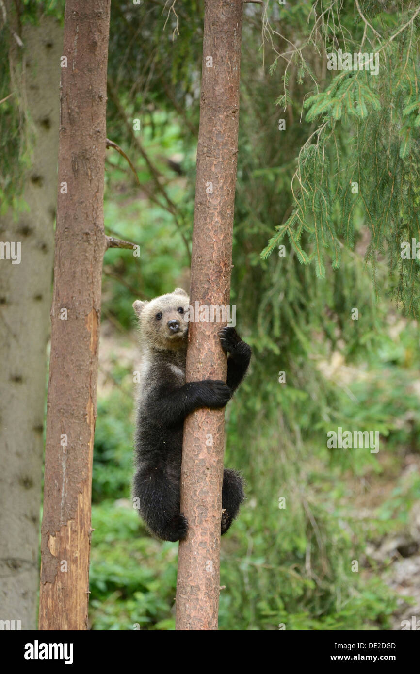 Les jeunes ours brun (Ursus arctos arctos), escalade un pin, Jura, Suisse, Europe Banque D'Images