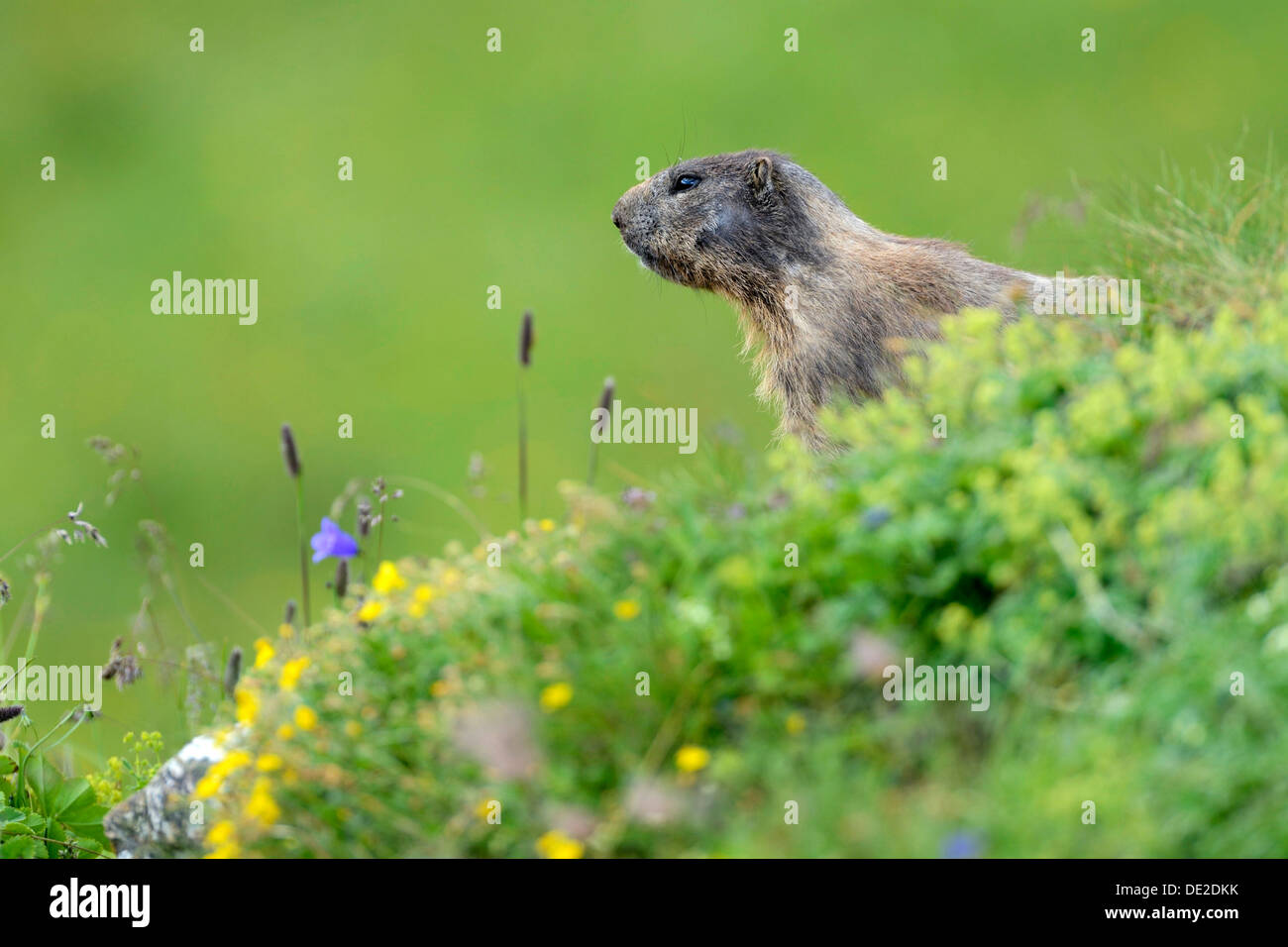 Marmotte des Alpes (Marmota marmota), Grisons, Suisse, Europe Banque D'Images