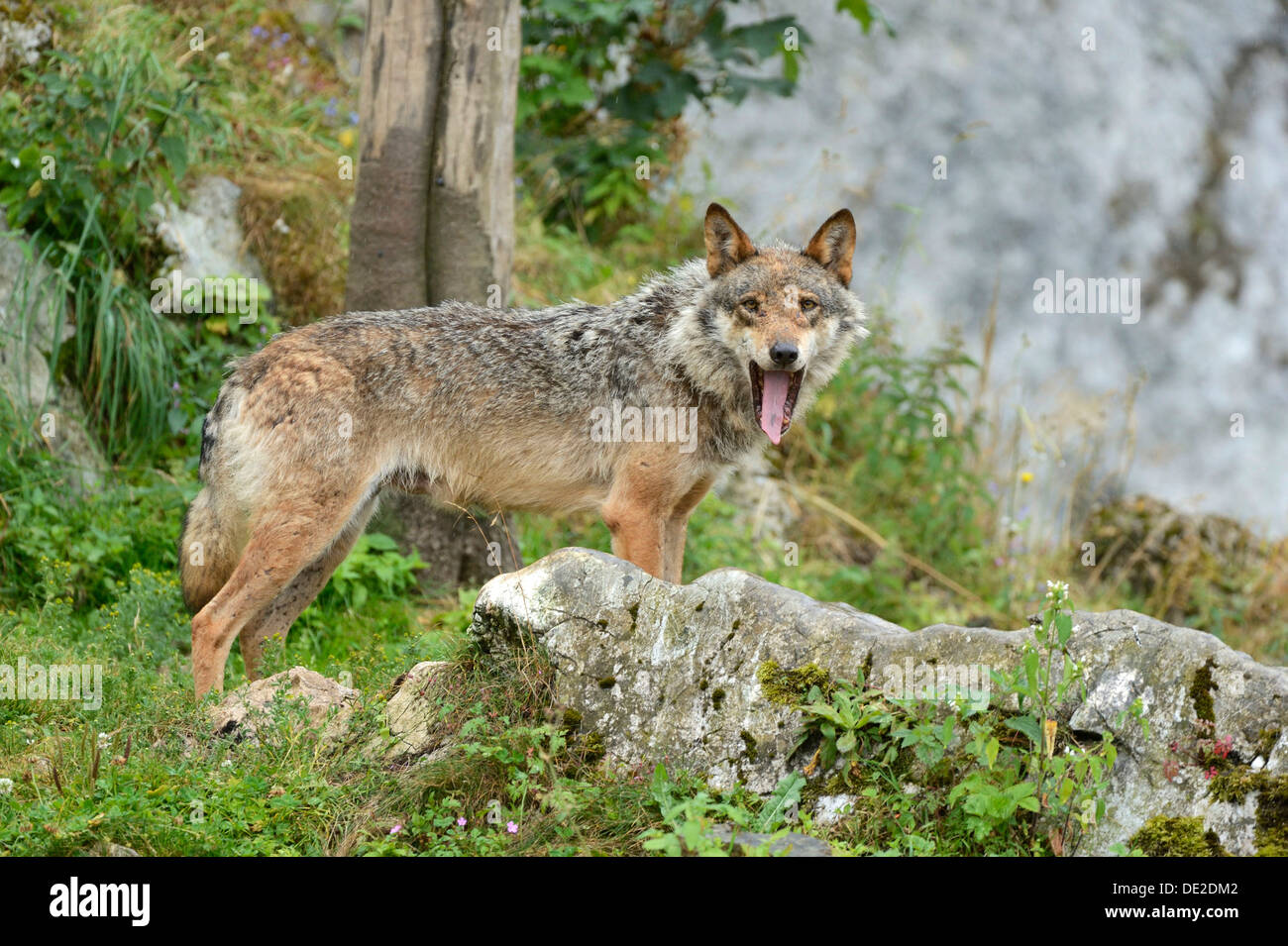 Loup eurasien (Canis lupus lupus), Jura, Suisse, Europe Banque D'Images