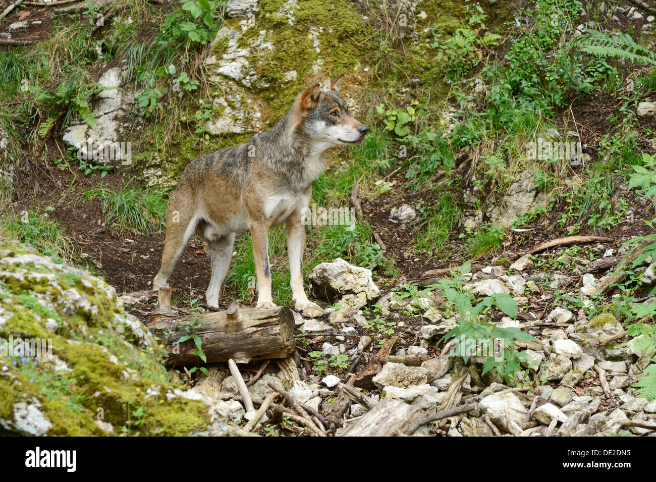 Loup eurasien (Canis lupus lupus), Jura, Suisse, Europe Banque D'Images