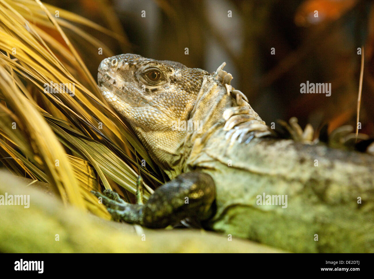 Une tortue à Utila, iguane Ctenosaura bakeri - Banque D'Images
