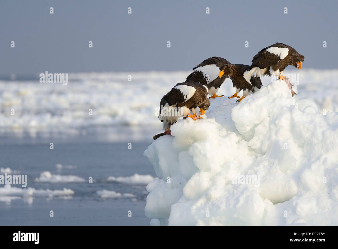 Groupe d'aigles de mer de Steller (Haliaeetus pelagicus) se nourrir de poissons, perché sur un floe, Rausu, Menashi, Hokkaido, Japon Banque D'Images