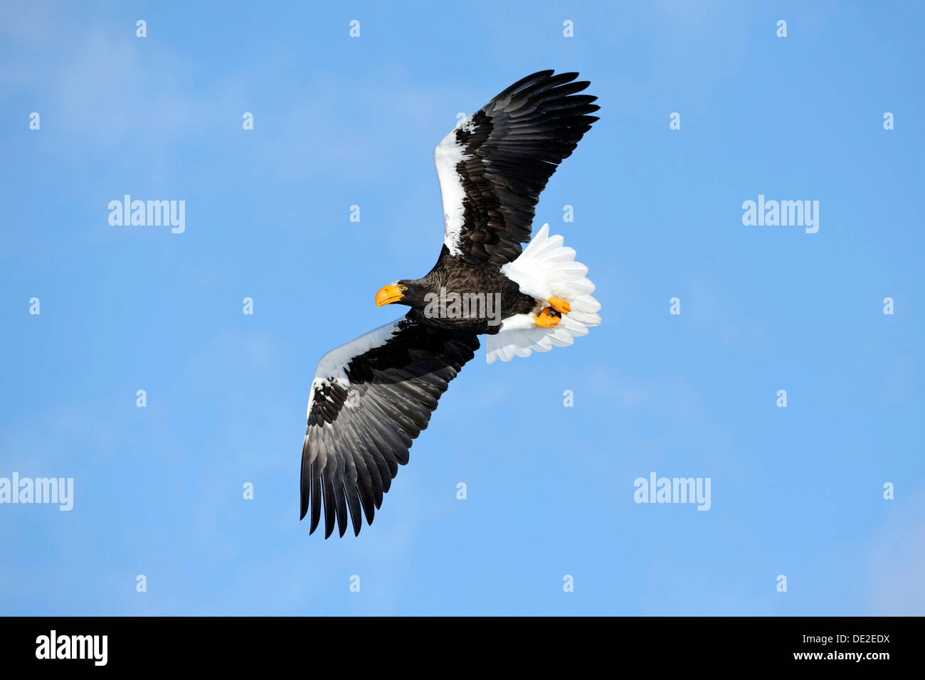 L'aigle de mer de Steller (Haliaeetus pelagicus) en vol, Rausu, Menashi, Hokkaido, Japon Banque D'Images