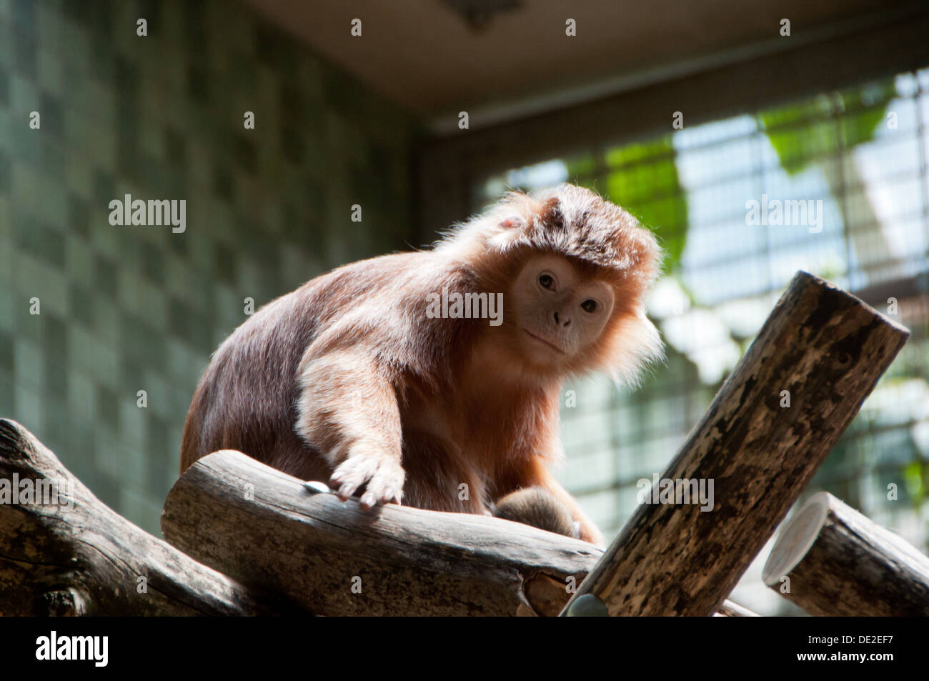 Un petit singe au zoo de Berlin à la recherche d'un peu triste. Banque D'Images
