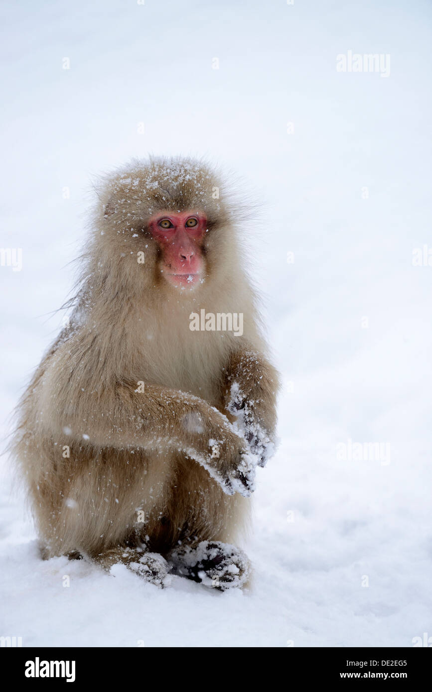 Macaque japonais ou Snow Monkey (Macaca fuscata), assis sur la neige, Affenpark Präfektur Jigokudani, Nagano, Japon Banque D'Images