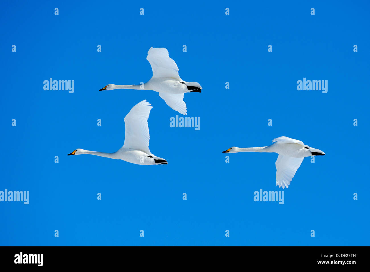 Trois cygnes chanteurs (Cygnus cygnus) en vol, le lac Mashu, Kawayu Onsen, Hokkaido, Japon Banque D'Images