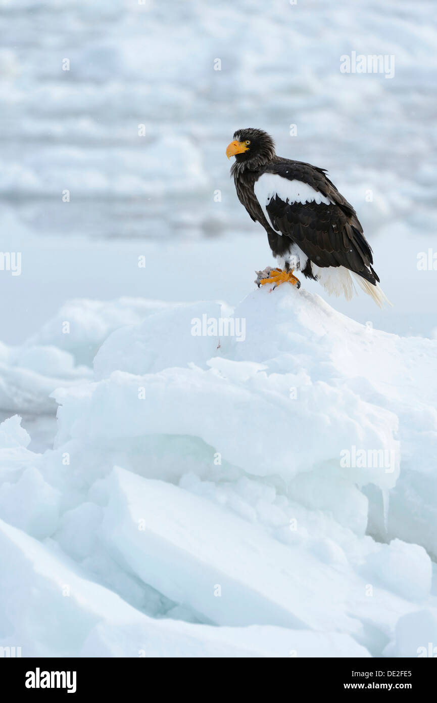 L'aigle de mer de Steller (Haliaeetus pelagicus) perché sur un floe, Rausu, Menashi, Hokkaido, Japon Banque D'Images