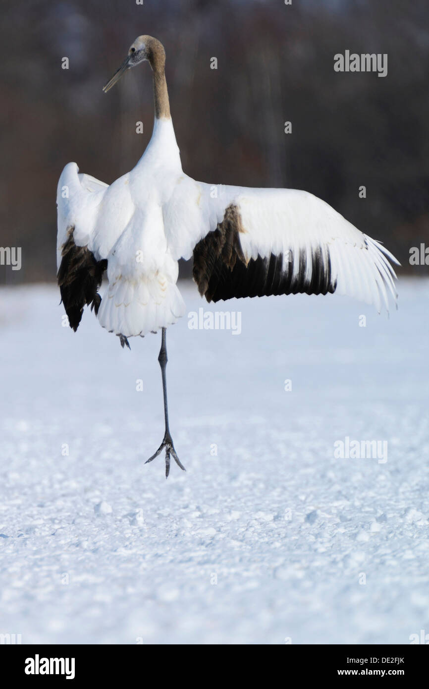 Grue à couronne rouge, Japonais ou Grue Grue Mandchou (Grus japonensis), l'exécution de la danse d'accouplement Banque D'Images