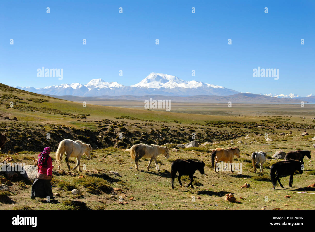 Les nomades tibétains, bergère conduisant les chevaux à travers le vaste plateau, Kailash, Kora, enneigées de la montagne Gurla Mandhata Banque D'Images
