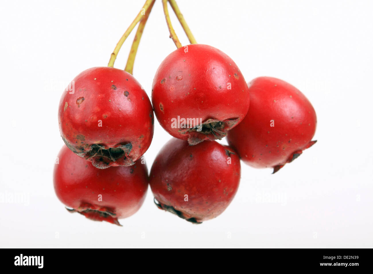Aubépine lisse, l'anglais l'aubépine (Crataegus laevigata), de fruits Photo  Stock - Alamy