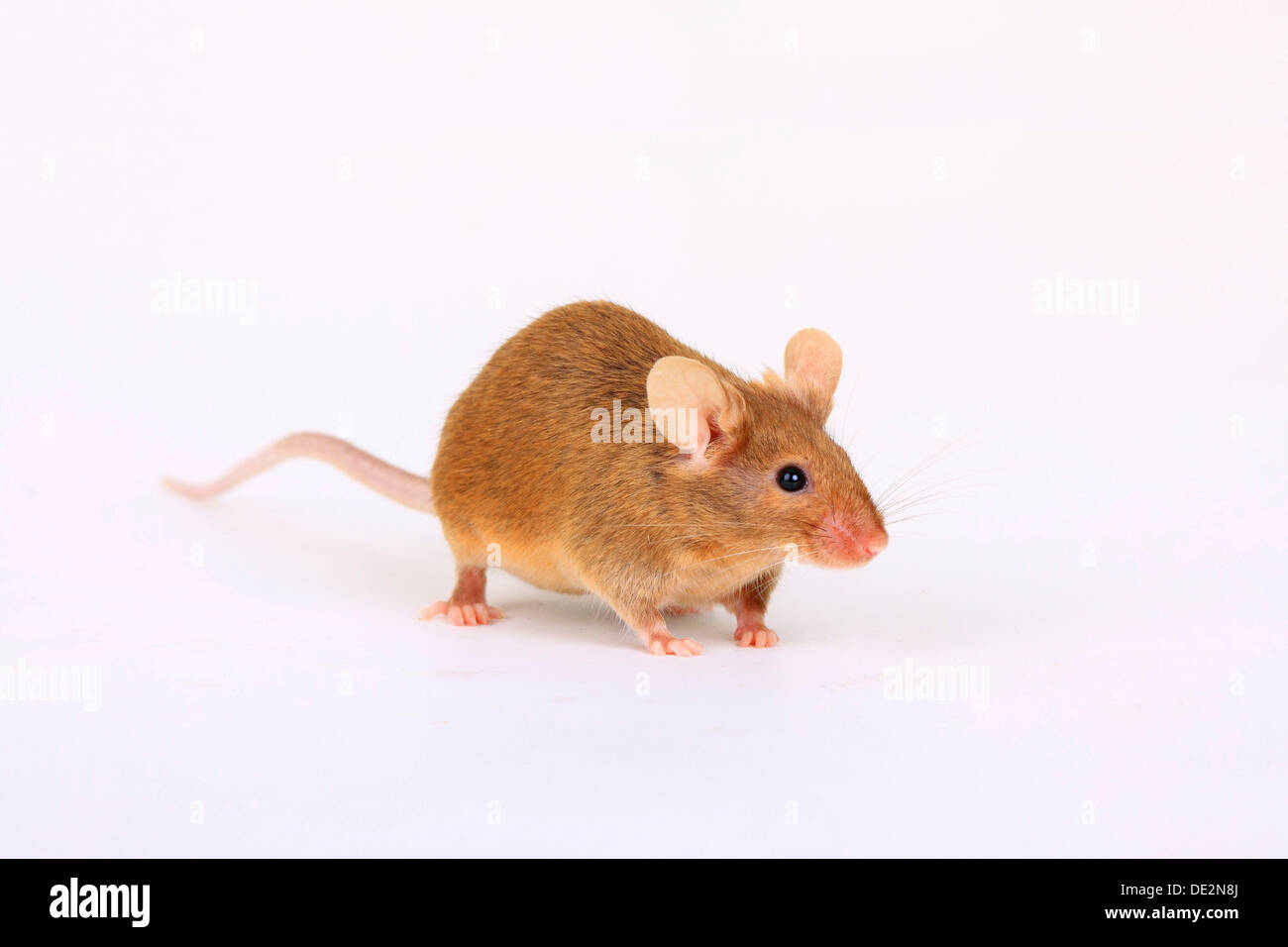 Souris fantaisie, une forme domestiquée de la souris domestique (Mus musculus) Banque D'Images