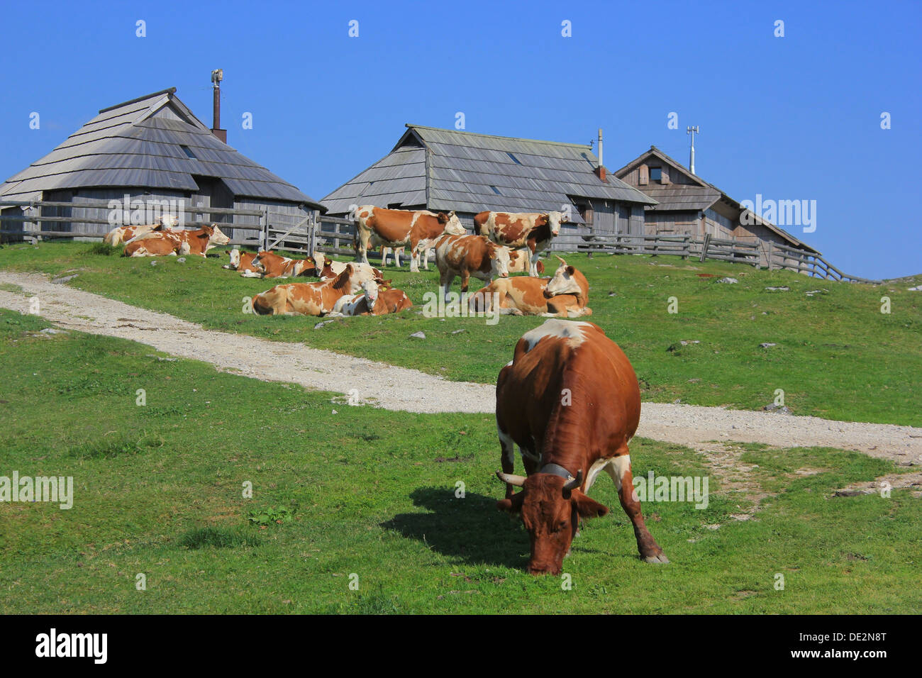 Vache mange de l'herbe, Velika planina pâturage paysages, Kamnik Slovénie, Alpes Banque D'Images