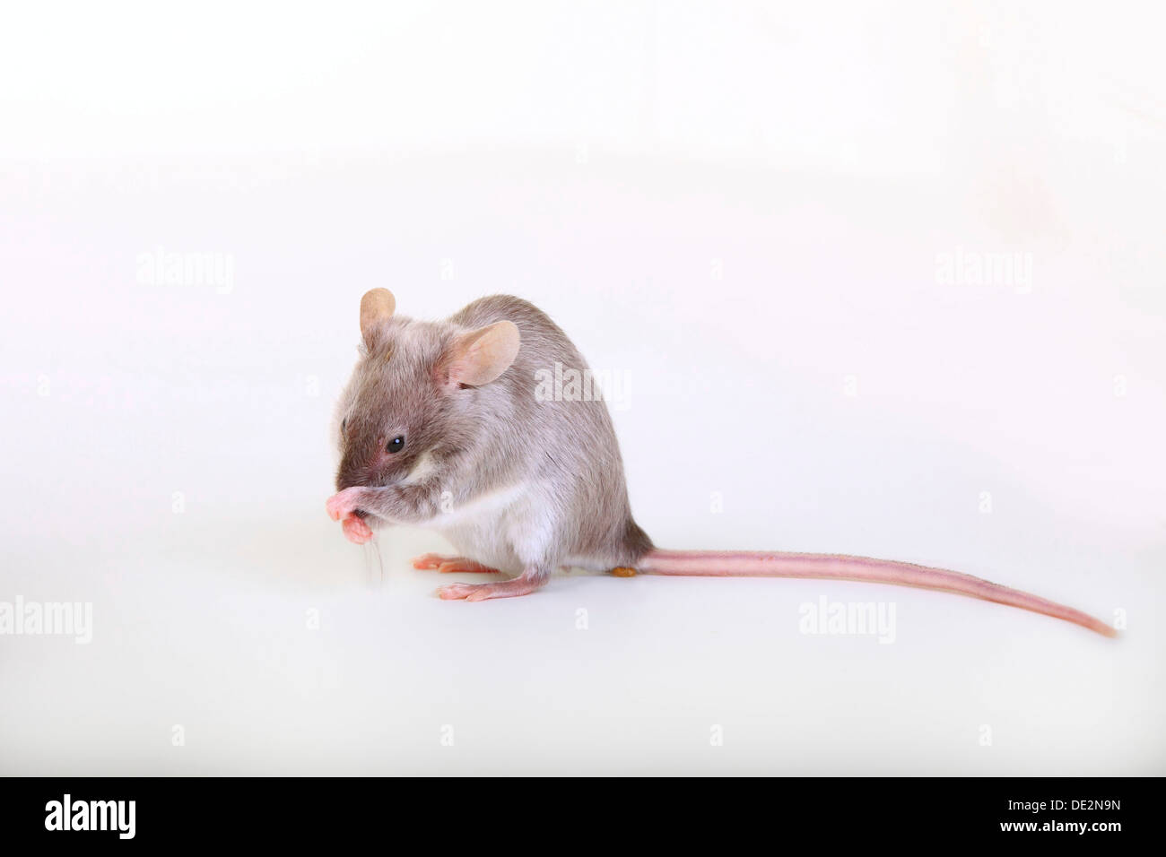 Souris fantaisie, une forme domestiquée de la souris domestique (Mus musculus) Banque D'Images