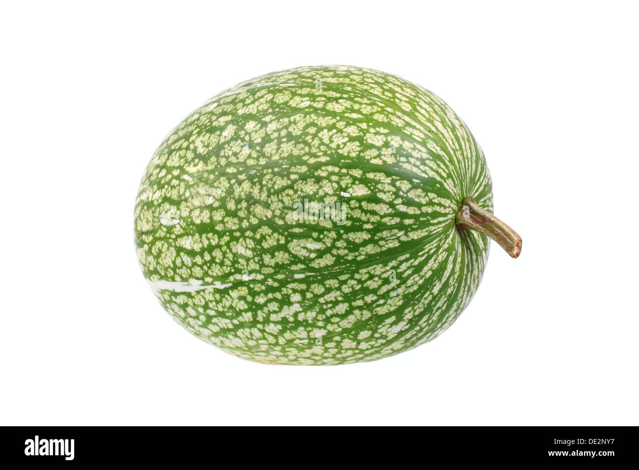 Feuille de vigne gourd, courge (Cucurbita ficifolia) Banque D'Images